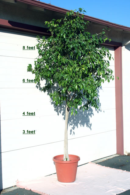 scotts plants service potted plant by garage door
