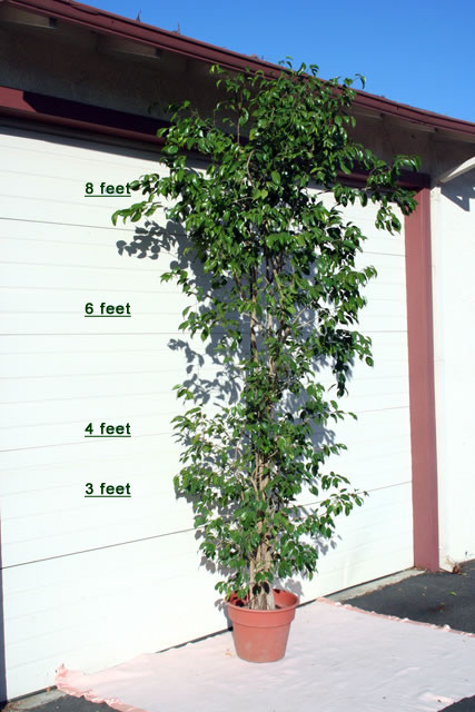 scotts plants service leafy potted plant by garage