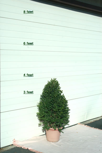 scotts plants service small pine tree by garage