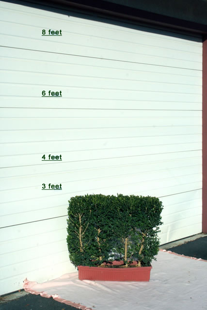 scotts plants service small trees in front of garage pic